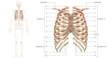 İnsan İskelet Sistemi Anatomisi İllüstrasyonu