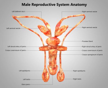 Erkek üreme sisteminin anatomi 3D çizimi