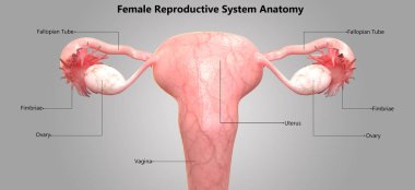 Kadın Üreme Sistemi Anatomisi 3d İllüstrasyon