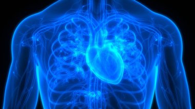 İnsan Vücut Sistemi Anatomisi 3d İllüstrasyon