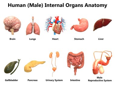 İnsan Organları Sistem Anatomisi İllüstrasyonu