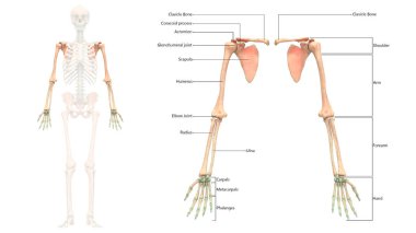 İnsan İskelet Sistemi Anatomisi İllüstrasyonu