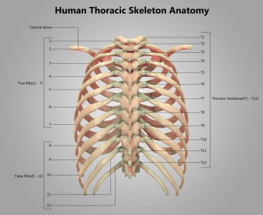 İnsan İskelet Sistemi Anatomisi İllüstrasyonu