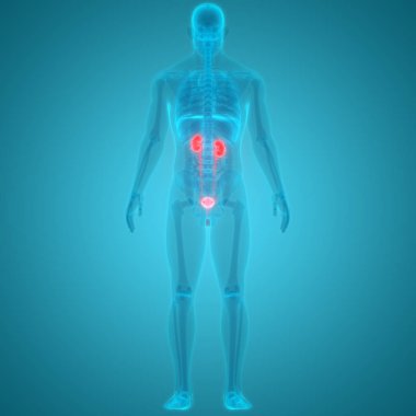 İnsan Organları Sistem Anatomisi 3d İllüstrasyon