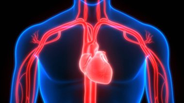 İnsan Organları Sistem Anatomisi 3d İllüstrasyon