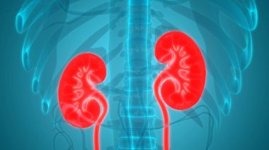 3D illüstrasyon insan üriner sistem anatomisi