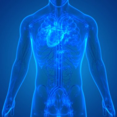 İnsan Vücut Sistemi Anatomisi 3d İllüstrasyon