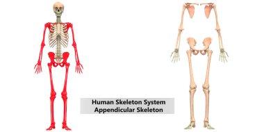 İnsan İskelet Sistemi Anatomisi İllüstrasyonu