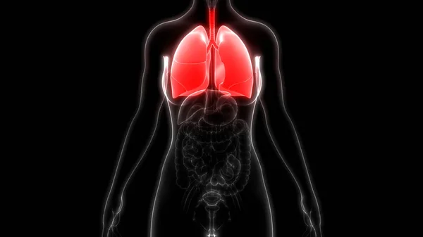 Illustrazione Dell Anatomia Del Sistema Degli Organi Umani — Foto Stock