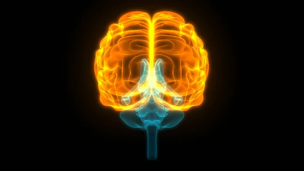 Moderne Digitale Abbildung Des Menschlichen Gehirns — Stockfoto