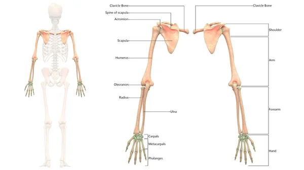 Ilustración Anatomía Del Sistema Esquelético Humano — Foto de Stock