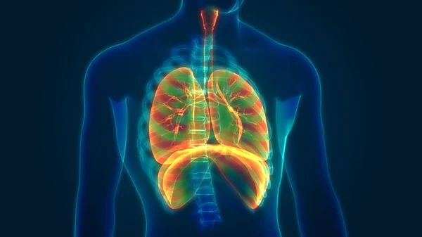 3D Illustration of Human Organs System Anatomy
