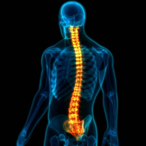 Иллюстрация Анатомии Скелетной Системы Человека — стоковое фото