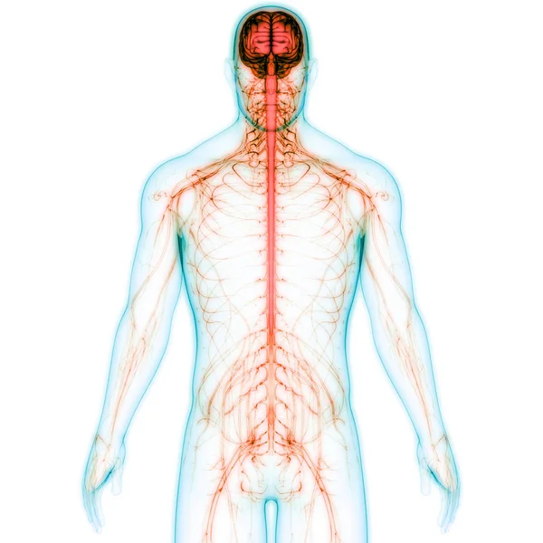 Illustrazione Dell Anatomia Del Sistema Del Corpo Umano — Foto Stock