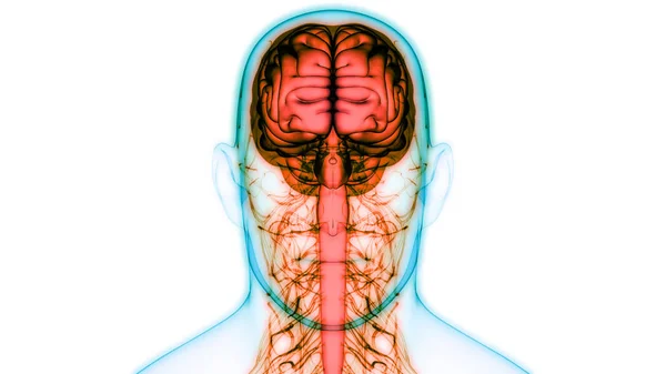 Σύγχρονη Ψηφιακή Απεικόνιση Του Ανθρώπινου Εγκεφάλου — Φωτογραφία Αρχείου