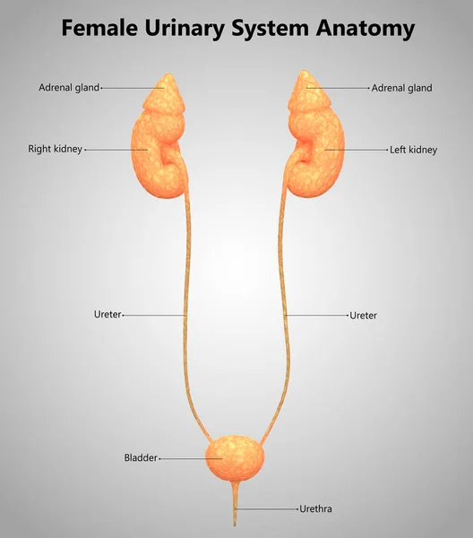 Ilustración Anatomía Del Sistema Urinario Humano — Foto de Stock