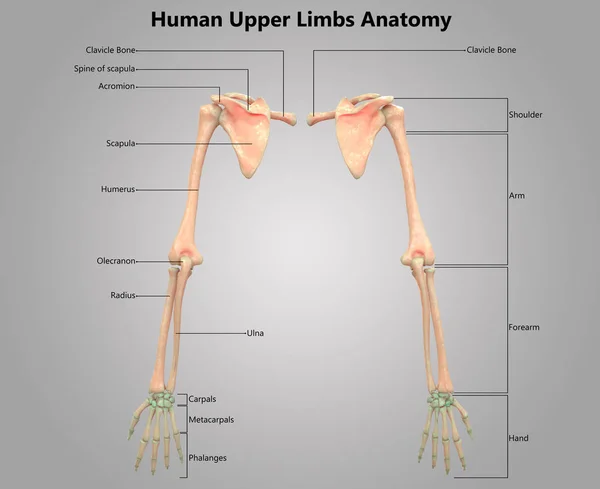 Иллюстрация Анатомии Скелетной Системы Человека — стоковое фото