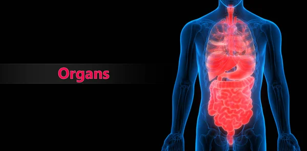 Ilustración Anatomía Del Sistema Órganos Humanos —  Fotos de Stock