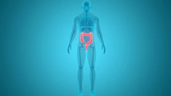 Illusztráció Emberi Szervek Rendszer Anatomy — Stock Fotó