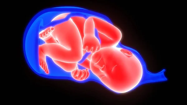 아이를 자궁의 — 스톡 사진