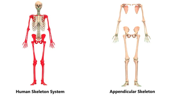 Ilustración Anatomía Del Sistema Esquelético Humano — Foto de Stock