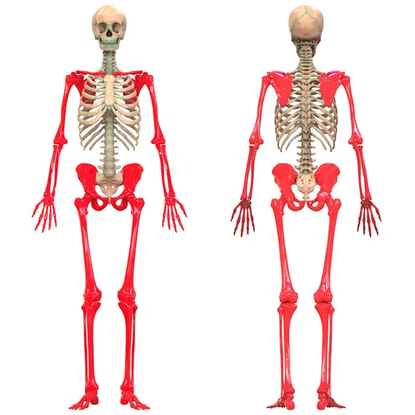 人体骨骼系统解剖的例证 — 图库照片