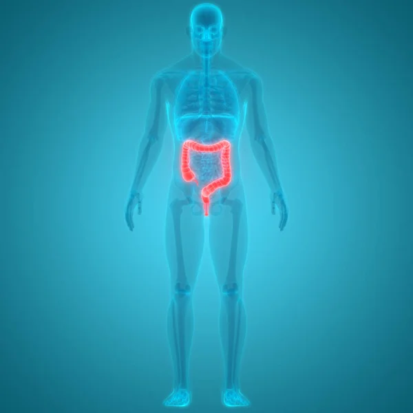 Ilustração Anatomia Sistema Órgãos Humanos — Fotografia de Stock