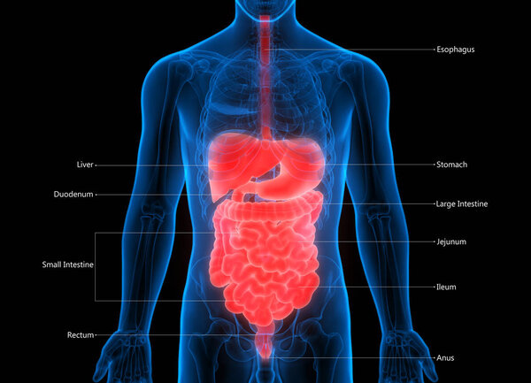 3D-иллюстрация анатомии органов человека
