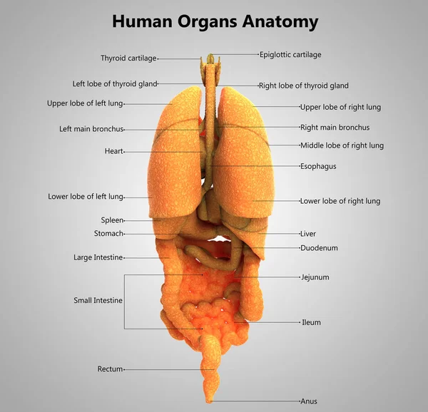 人間の臓器系解剖学の3Dイラスト — ストック写真