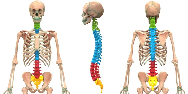 Nsan Skelet Sistemi Anatomisi Llüstrasyonu — Stok fotoğraf