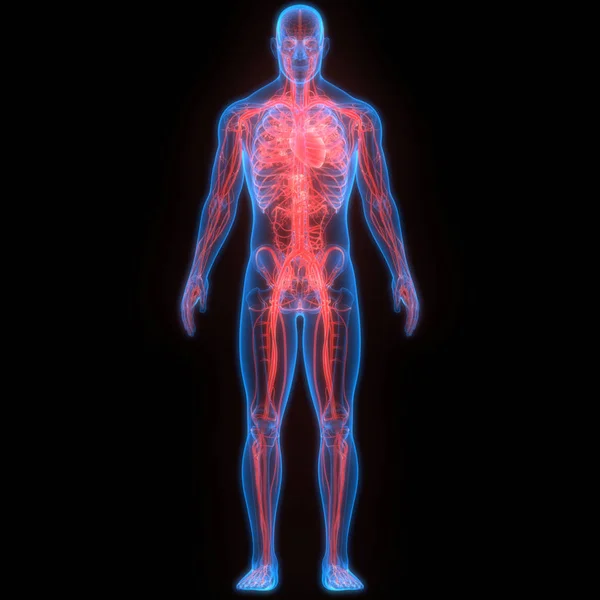 Nsan Vücut Sistemi Anatomisi Llüstrasyon — Stok fotoğraf