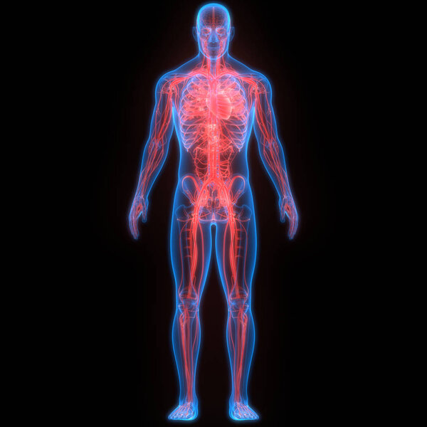 3D Illustration of Human Body System Anatomy