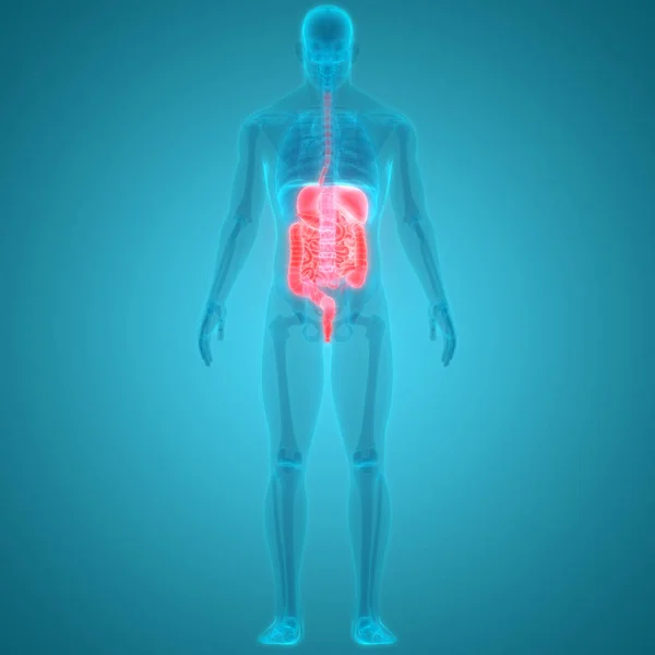 Ilustrasi Anatomi Sistem Organ Manusia — Stok Foto