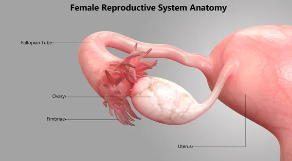 Ilustracja Kobiecej Anatomii Układu Rozrodczego — Zdjęcie stockowe