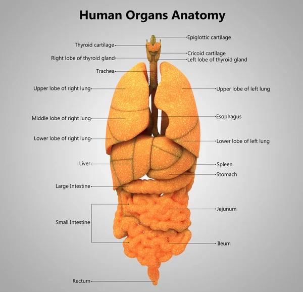 Illustrasjon Menneskelige Organer Anatomi – stockfoto