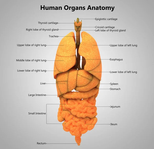 Ilustración Anatomía Del Sistema Órganos Humanos — Foto de Stock