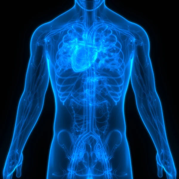 Ilustrace Anatomie Lidského Tělesného Systému — Stock fotografie