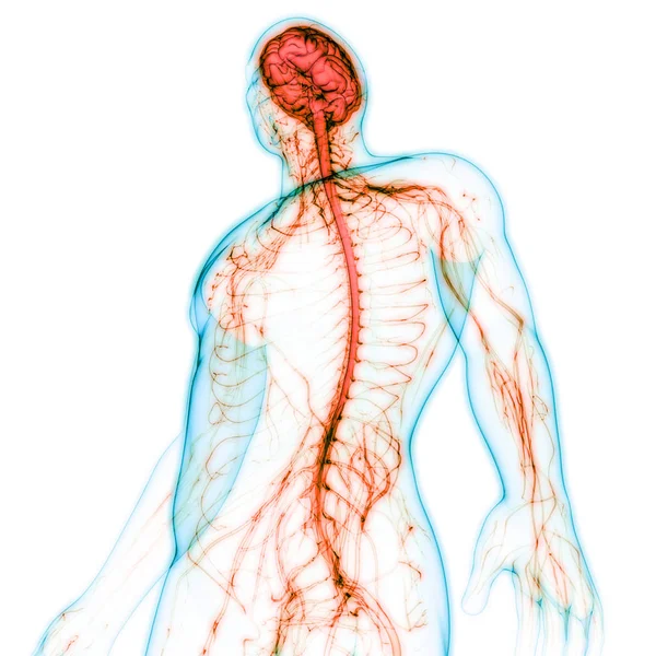 Illustrazione Dell Anatomia Del Sistema Del Corpo Umano — Foto Stock