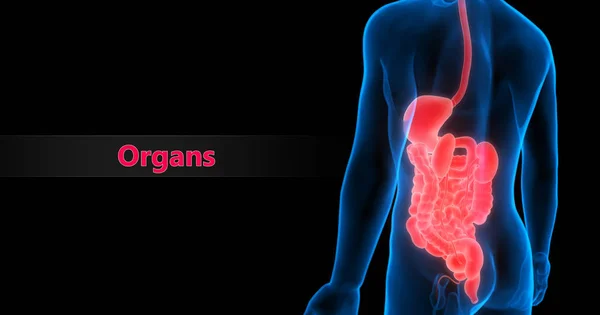 Nsan Organları Sistem Anatomisi Llüstrasyon — Stok fotoğraf