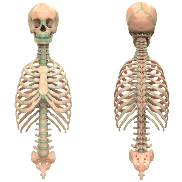 人体骨骼系统解剖的例证 — 图库照片