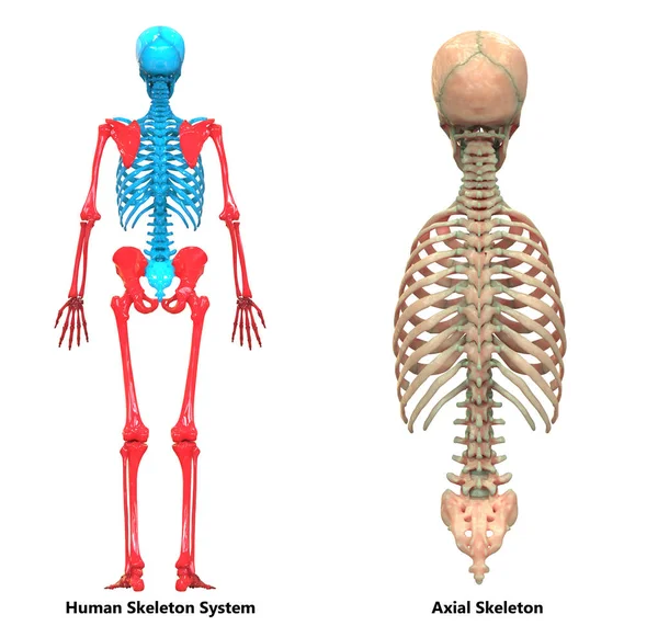 Illusztráció Emberi Csontváz Rendszer Anatomy — Stock Fotó