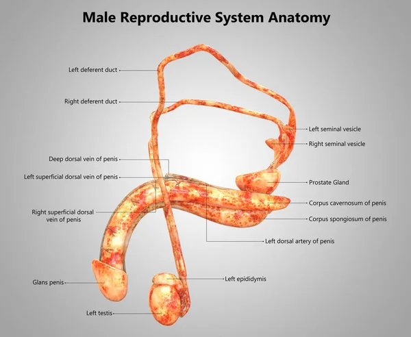 男性生殖系统解剖示意图 — 图库照片