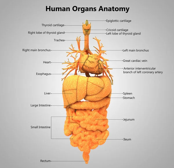 Ilustración Anatomía Del Sistema Órganos Humanos — Foto de Stock