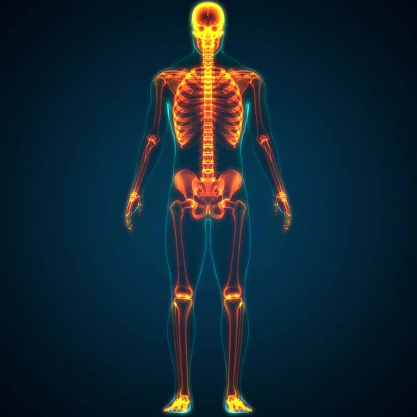 Ilustracja Ludzkiego Szkieletu Anatomii Systemu — Zdjęcie stockowe