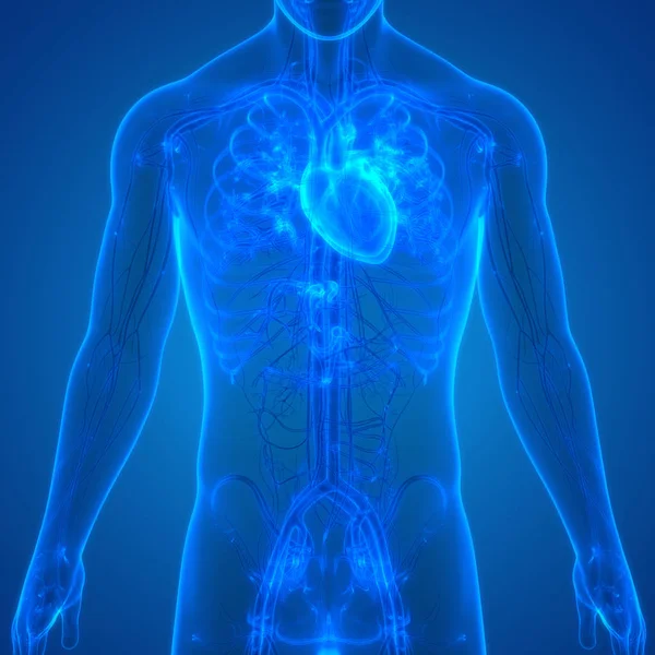 Illustratie Van Menselijk Lichaam Systeem Anatomie — Stockfoto