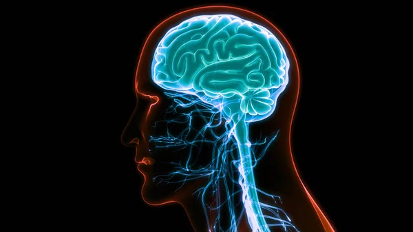 人間の脳の現代デジタルイラスト — ストック写真