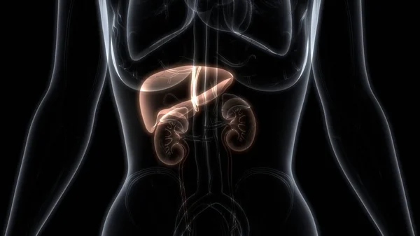 Illustration Mänskliga Organ System Anatomi — Stockfoto