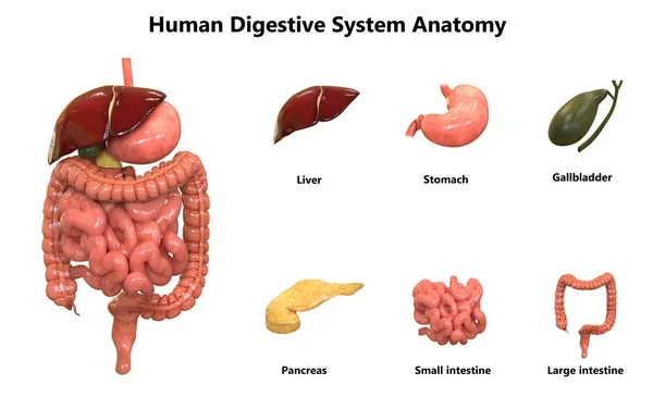 Ilustrace Systému Lidských Orgánů Anatomie — Stock fotografie