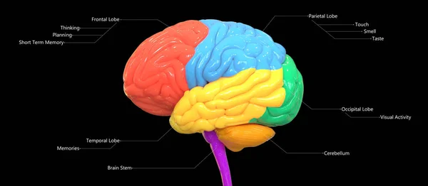 Ilustración Digital Moderna Del Cerebro Humano — Foto de Stock