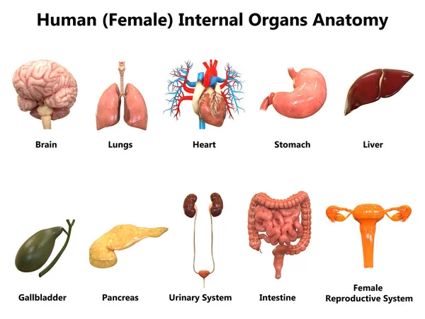 3D Illustration of Human Organs System Anatomy